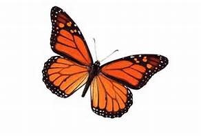 The butterfly is a symbol of transformation.