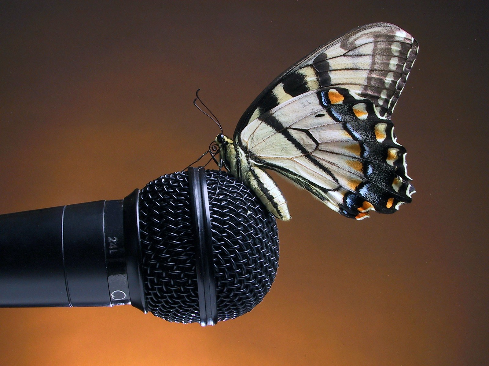 graphic of a microphone with a butterfly on it story