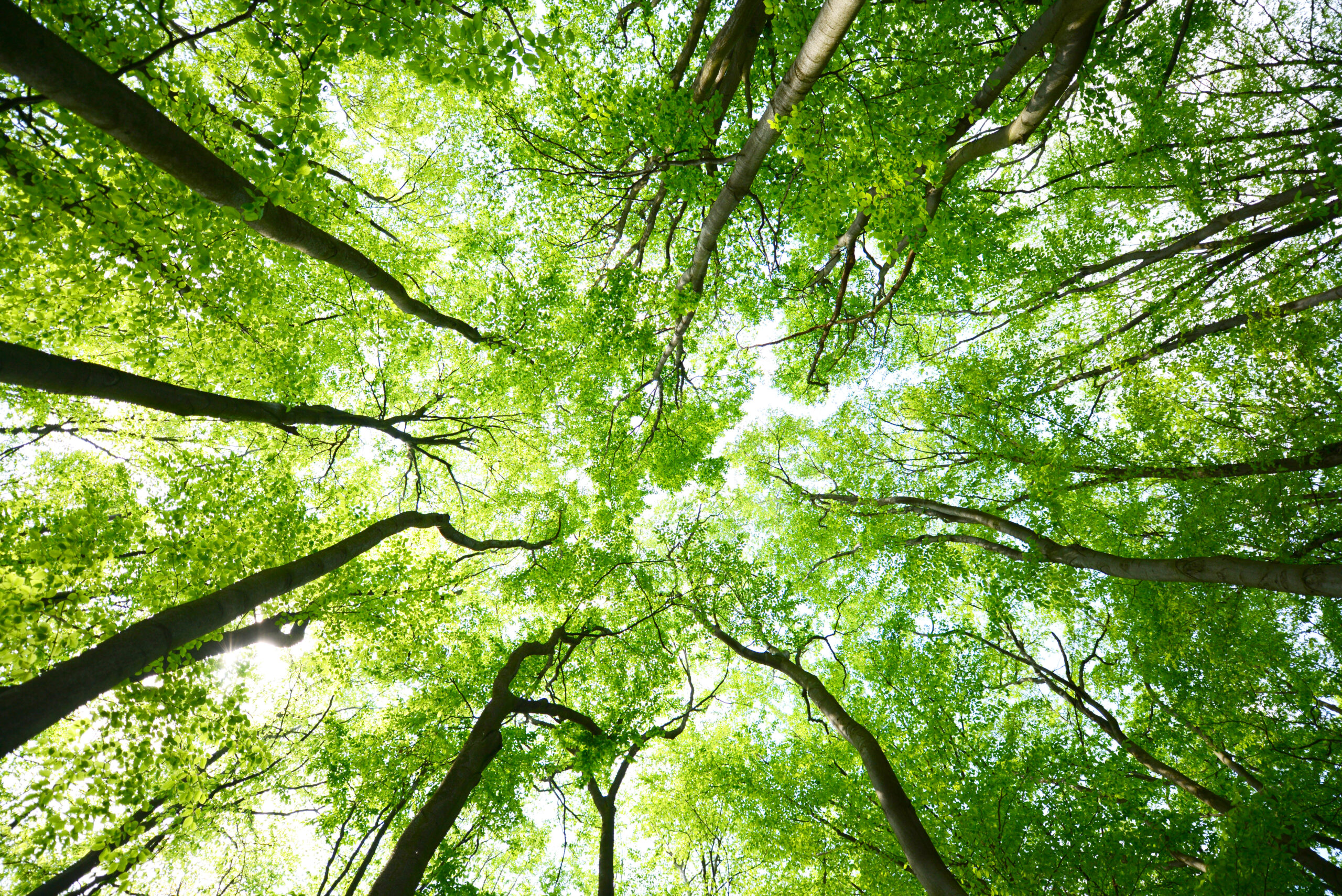 A photo of trees from below [When you can’t see the trees for the forest]